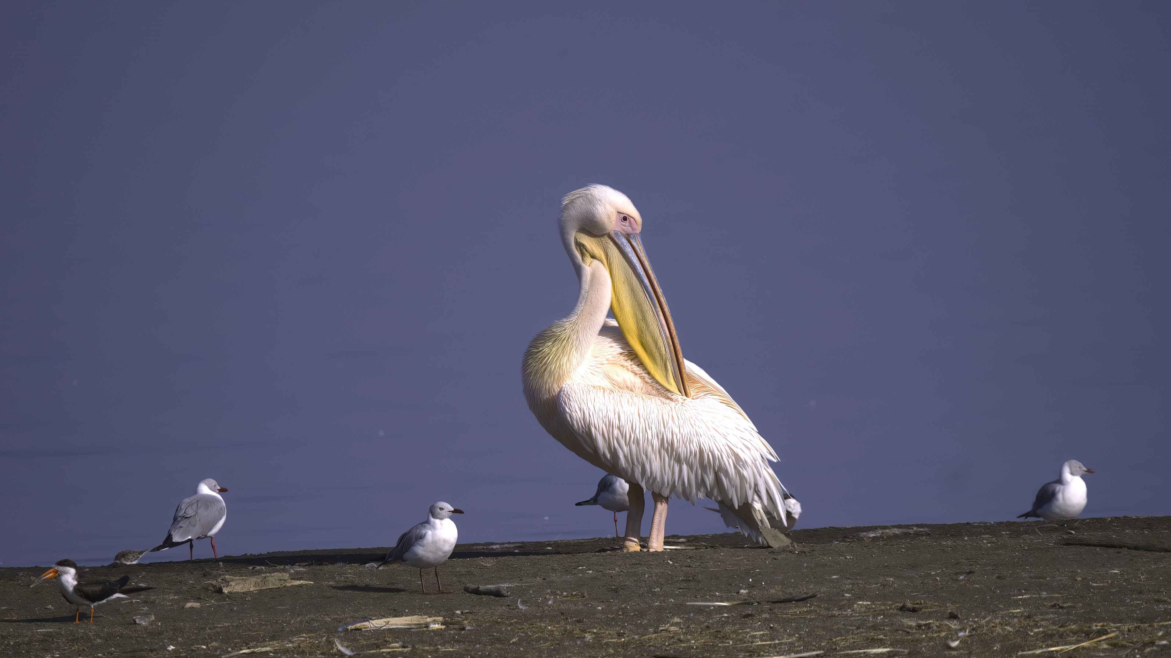 Great White Pelican